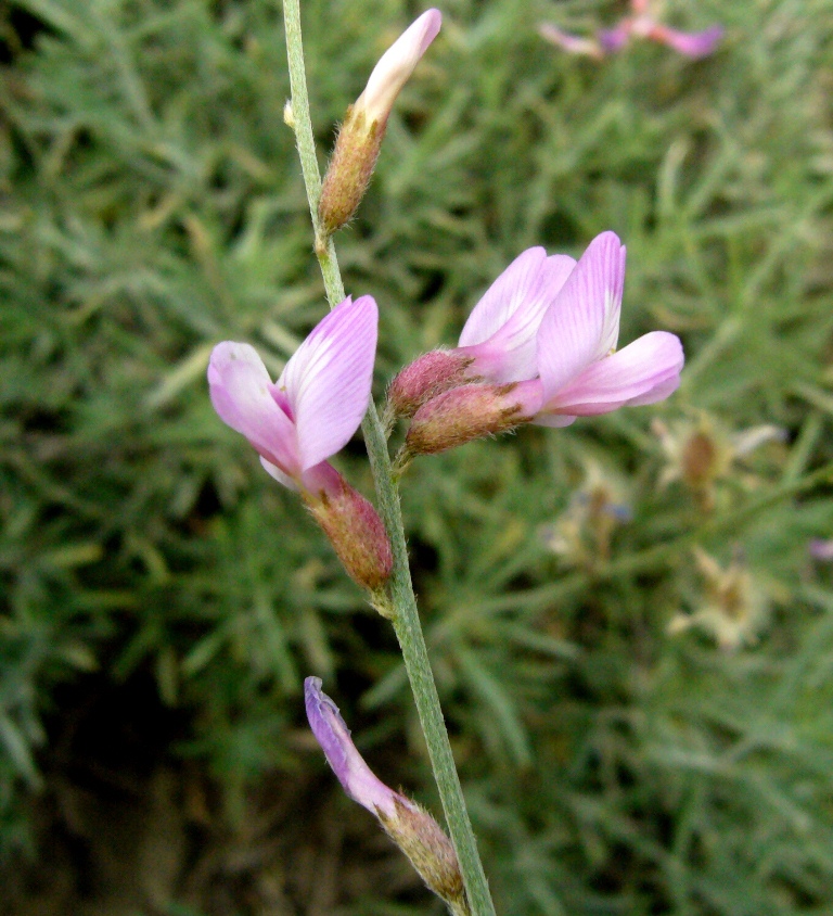 Image of Astragalus podolobus specimen.