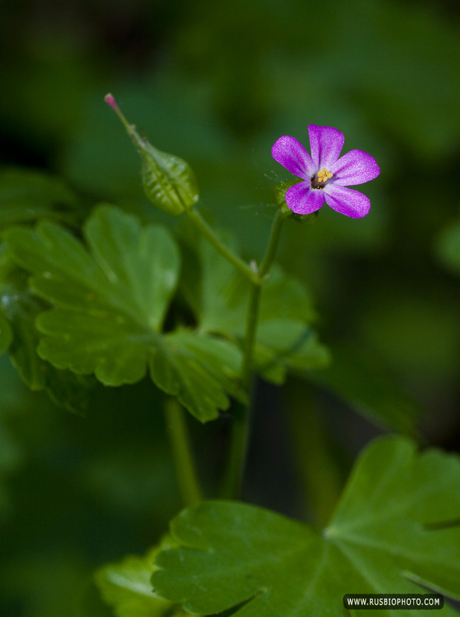 Image of Geranium lucidum specimen.