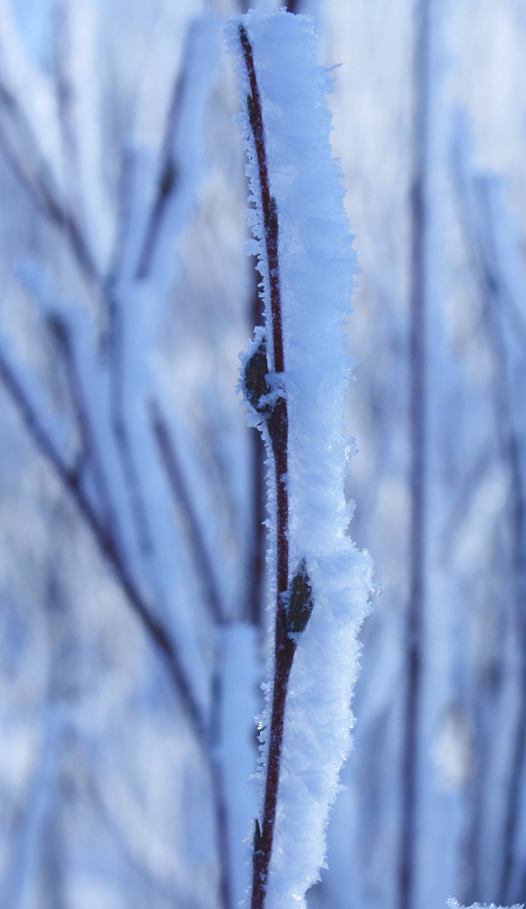 Image of Salix acutifolia specimen.