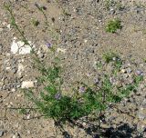 Medicago sativa