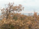Quercus pubescens. Кроны деревьев с сухой листвой. Черноморское побережье Кавказа, Новороссийск, южнее мыса Шесхарис. 4 декабря 2011 г.
