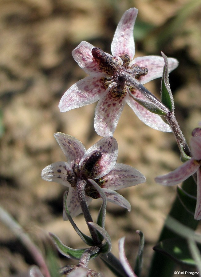 Изображение особи Rhinopetalum karelinii.