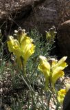 Linaria pedicellata