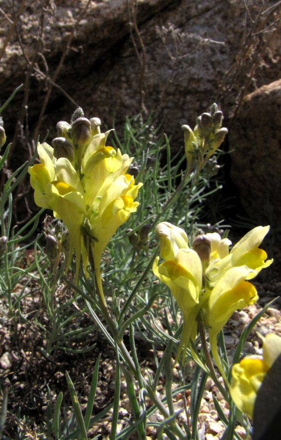 Image of Linaria pedicellata specimen.