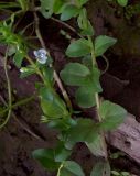 Veronica serpyllifolia. Побег с цветком и бутонами. Курская обл., Железногорский р-н, ж.д. в окр. ст. Мицень. 22 июля 2007 г.