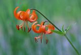 Lilium debile