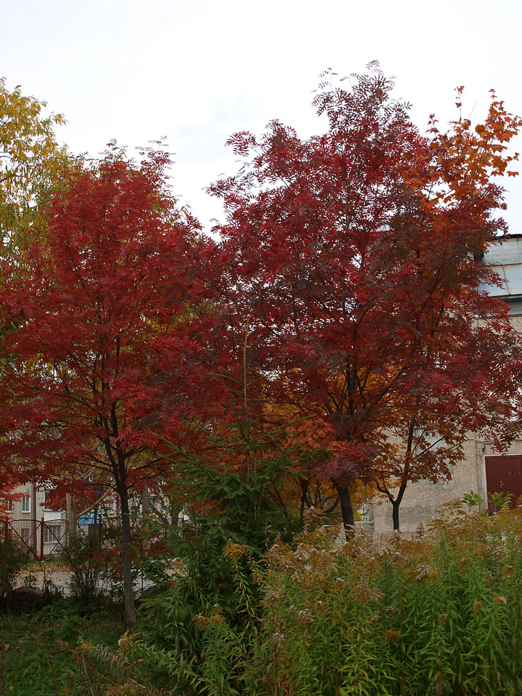 Изображение особи Sorbus commixta.