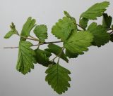 Holodiscus discolor. Побеги с соцветиями в зачаточном состоянии. Германия, г. Кемпен, в парке. 29.04.2012.