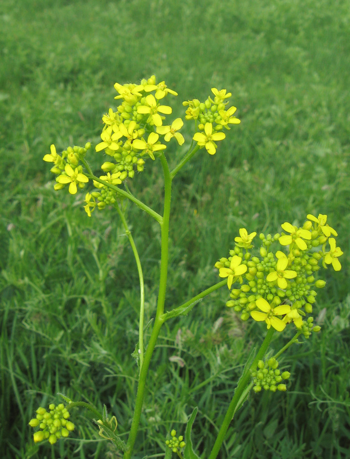 Image of Bunias orientalis specimen.