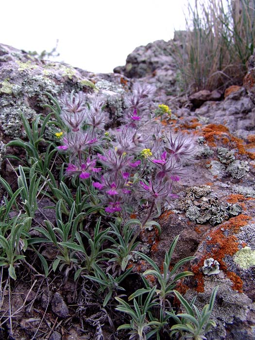 Image of Stachys lavandulifolia specimen.