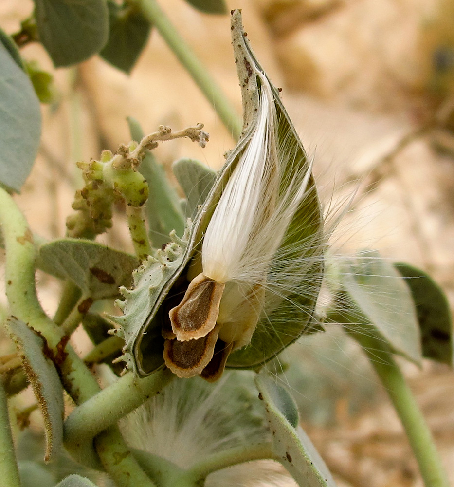 Image of Pergularia tomentosa specimen.