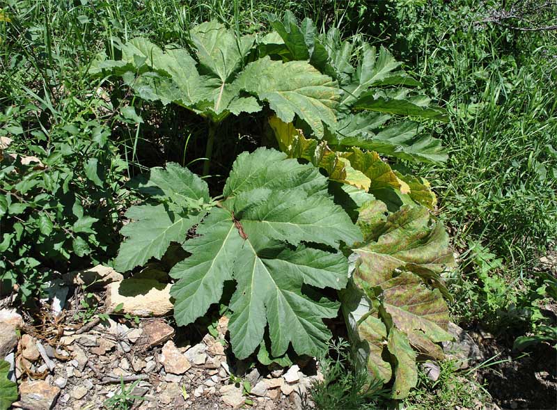 Image of Heracleum asperum specimen.