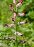 Fumaria officinalis