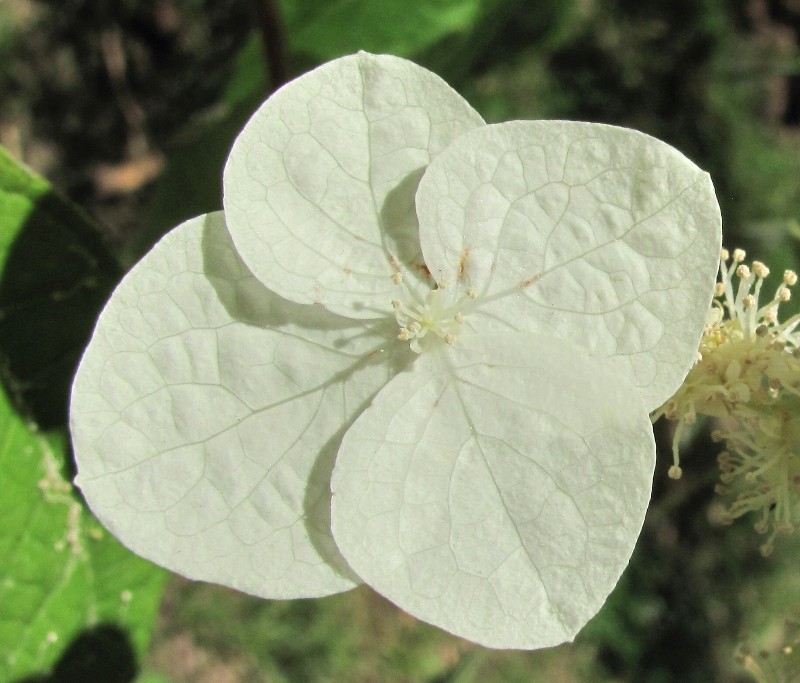 Image of Hydrangea quercifolia specimen.