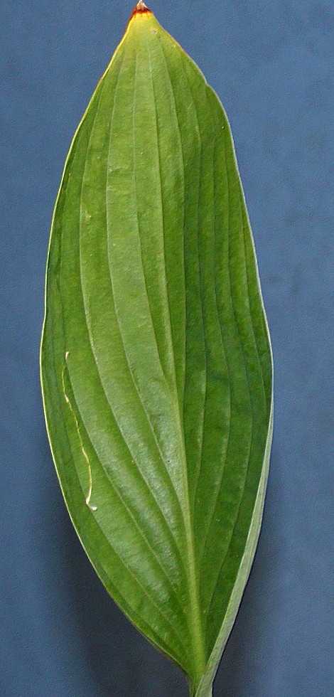 Image of Hosta sieboldiana specimen.