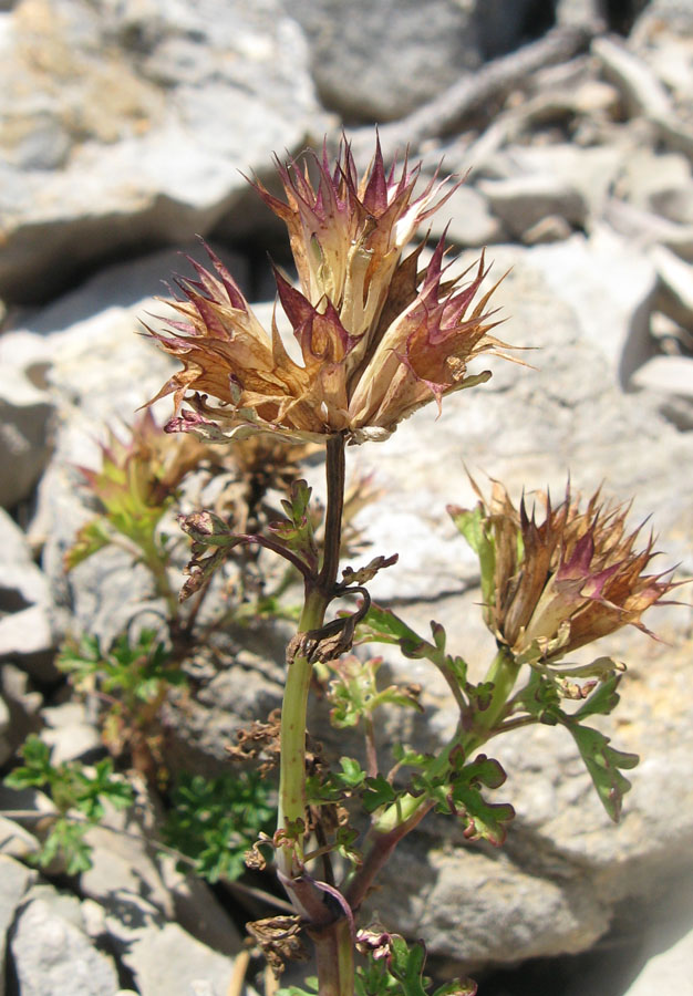 Изображение особи Lamium glaberrimum.