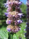Agastache rugosa