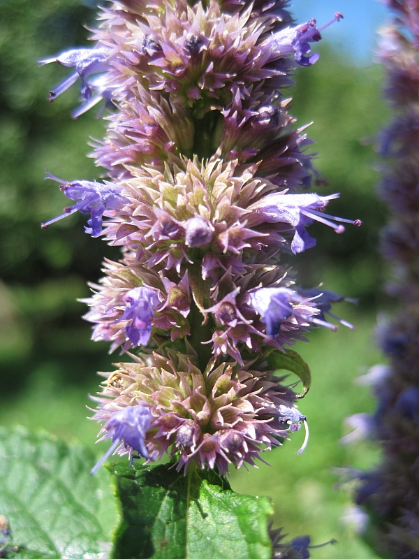 Изображение особи Agastache rugosa.