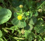 Medicago lupulina. Верхушка цветущего и плодоносящего растения. Курская обл., Железногорский р-н, пос. Михайловский. 23 июля 2007 г.