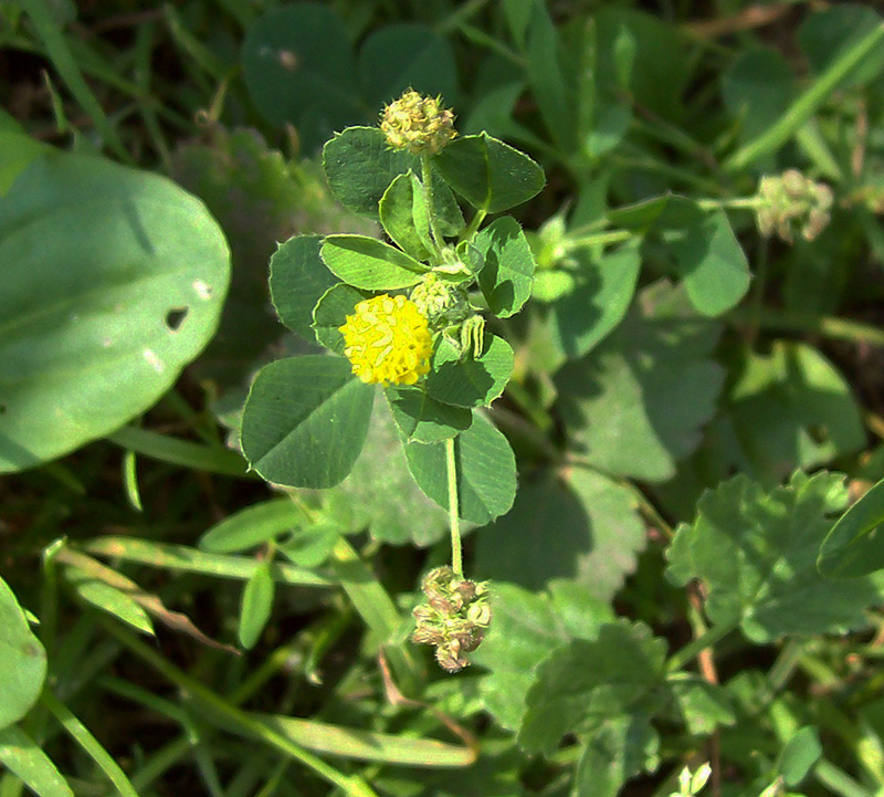 Изображение особи Medicago lupulina.