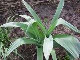 Allium aflatunense