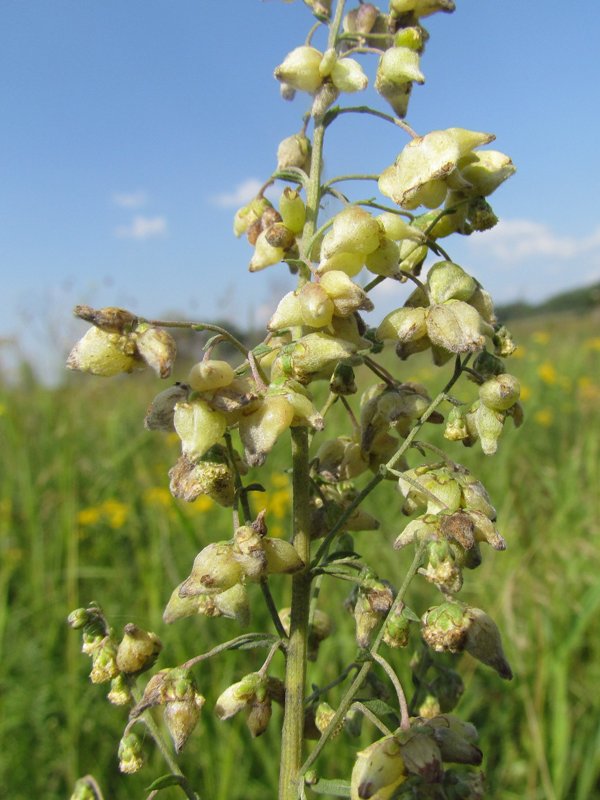 Image of Artemisia laciniata specimen.