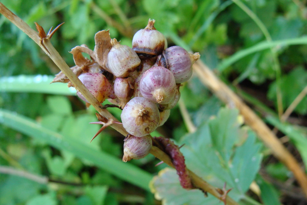 Image of Cuscuta lupuliformis specimen.