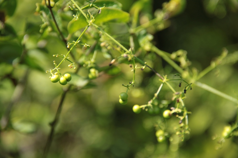 Image of Rubia cordifolia specimen.
