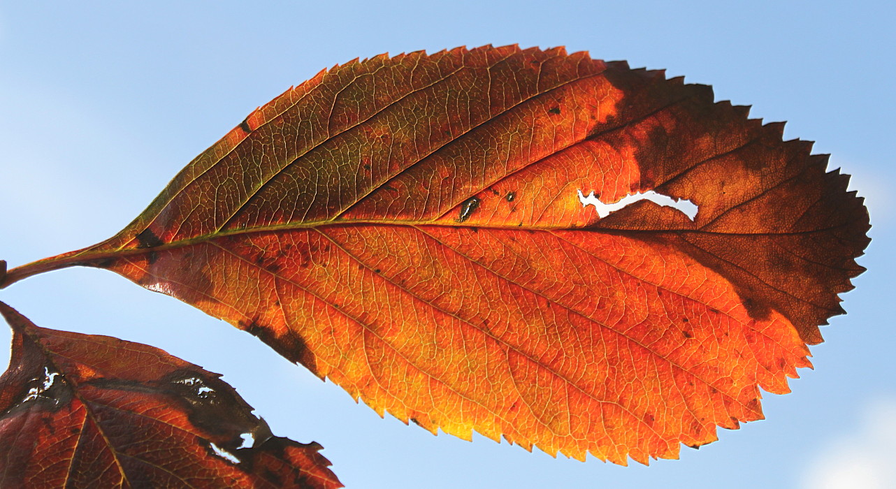 Image of genus Crataegus specimen.
