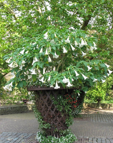 Image of Brugmansia suaveolens specimen.
