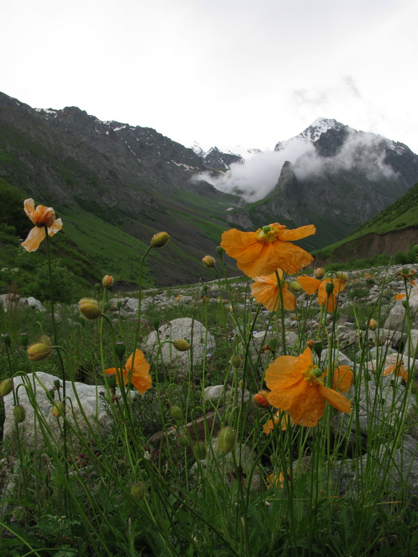 Изображение особи Papaver lisae.