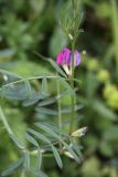 Vicia angustifolia. Часть побега с цветками. Испания, Страна Басков, Бискайя, Сеанури (Zeanuri), обочина дороги. 06.06.2012.