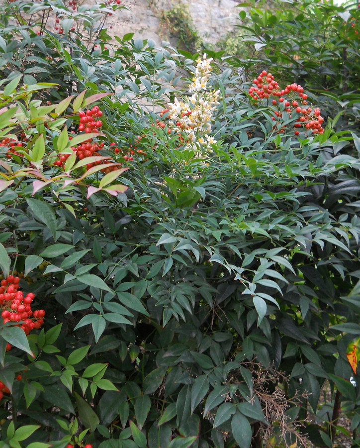 Изображение особи Nandina domestica.