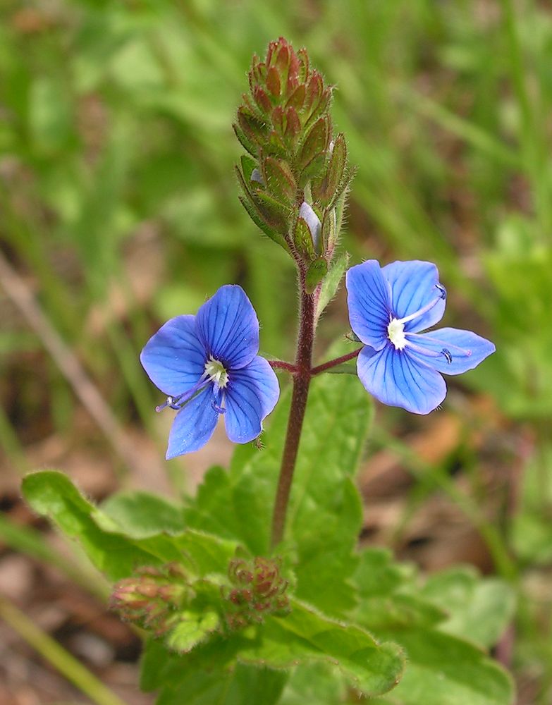 Image of Veronica chamaedrys specimen.