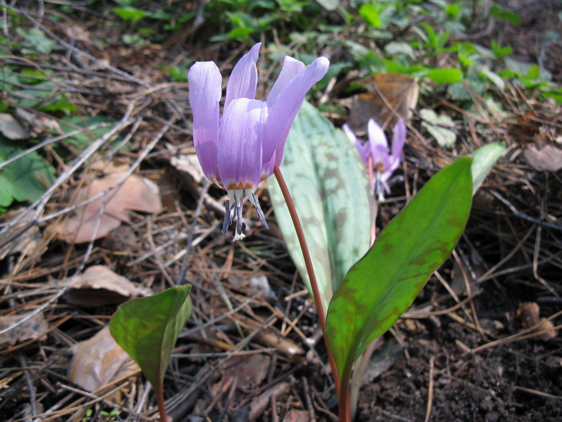 Изображение особи Erythronium dens-canis.