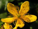 Caltha sibirica