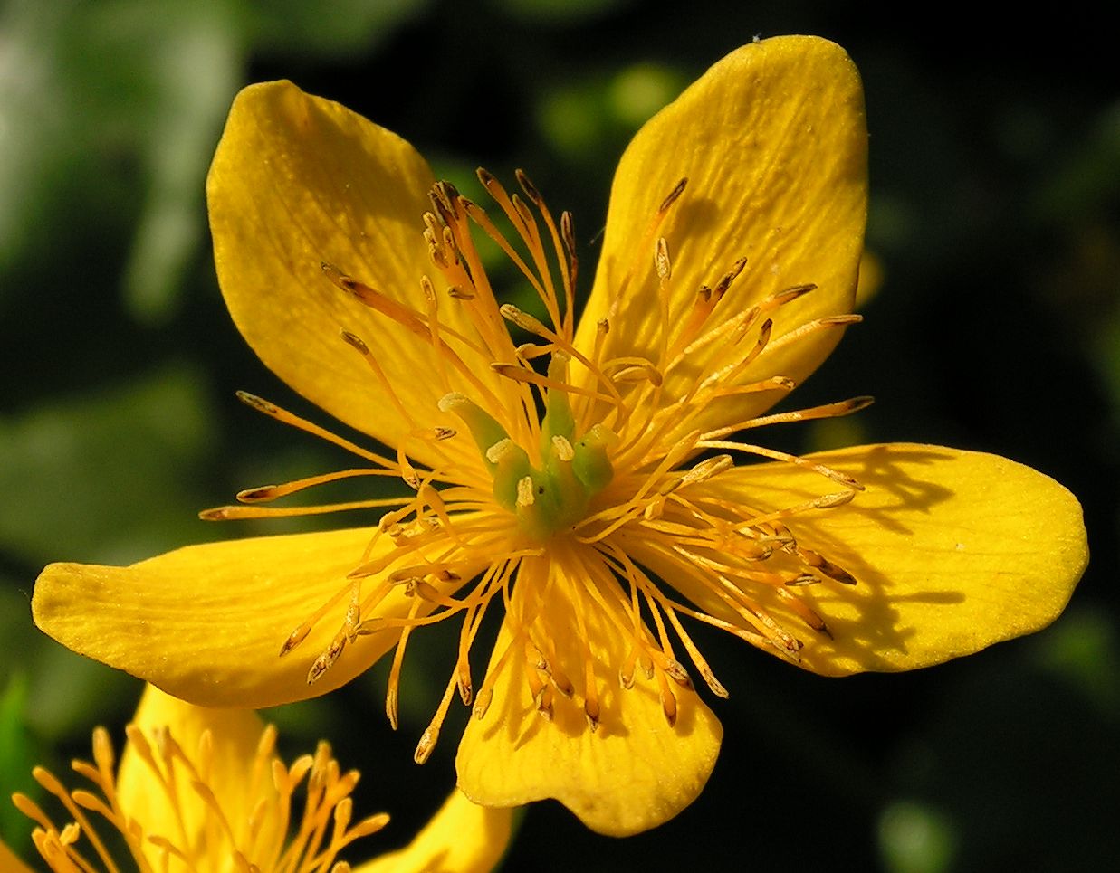 Image of Caltha sibirica specimen.