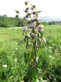 Phlomoides tuberosa