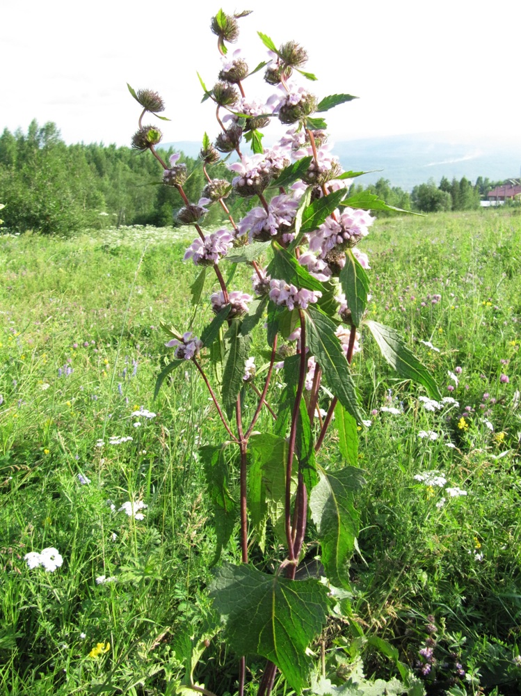 Image of Phlomoides tuberosa specimen.