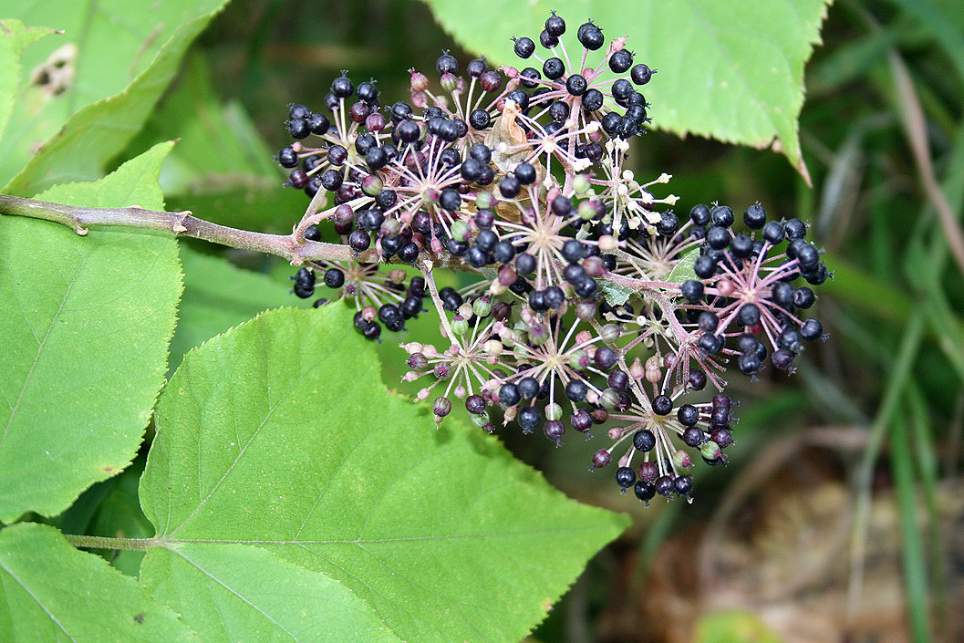 Image of Aralia elata specimen.