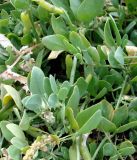 Zygophyllum obliquum. Плодоносящее растение. Кыргызстан, южный берег озера Иссык-Куль, берег Мёртвого озера. 09.08.2011.