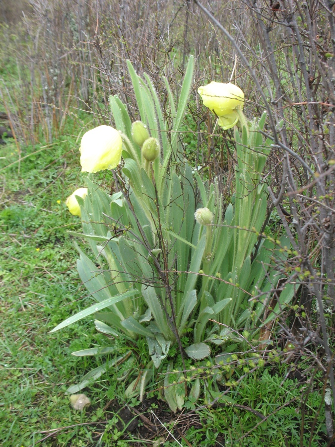 Изображение особи Meconopsis integrifolia.