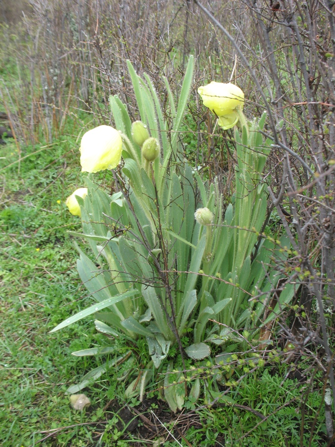 Image of Meconopsis integrifolia specimen.