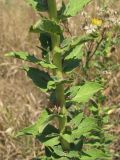 Hieracium robustum