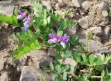 Lathyrus japonicus