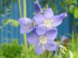 Polemonium chinense