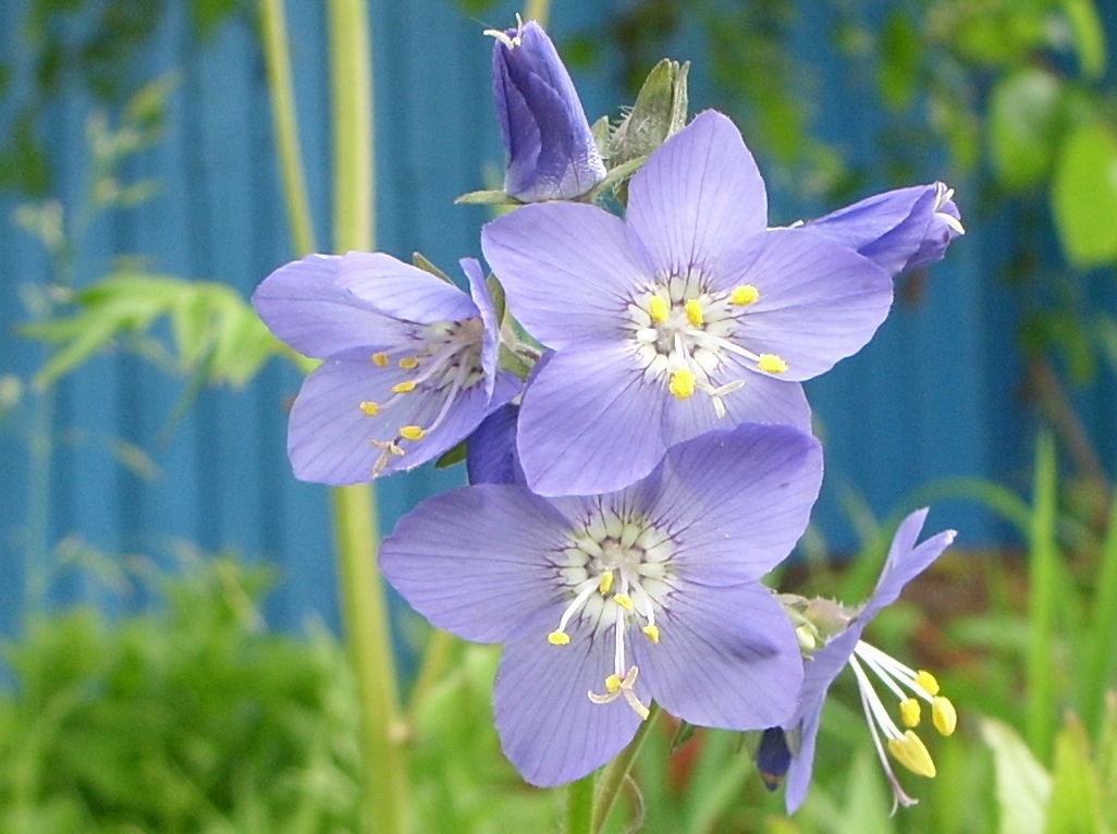 Изображение особи Polemonium chinense.