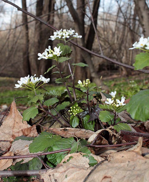 Image of Pachyphragma macrophyllum specimen.