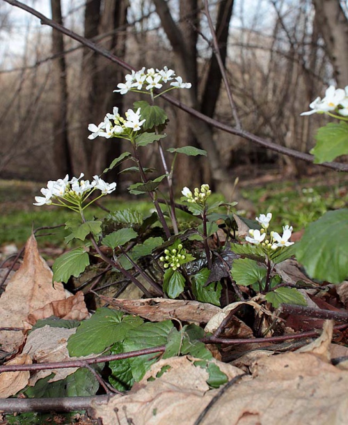 Изображение особи Pachyphragma macrophyllum.