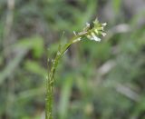 Arabis sagittata